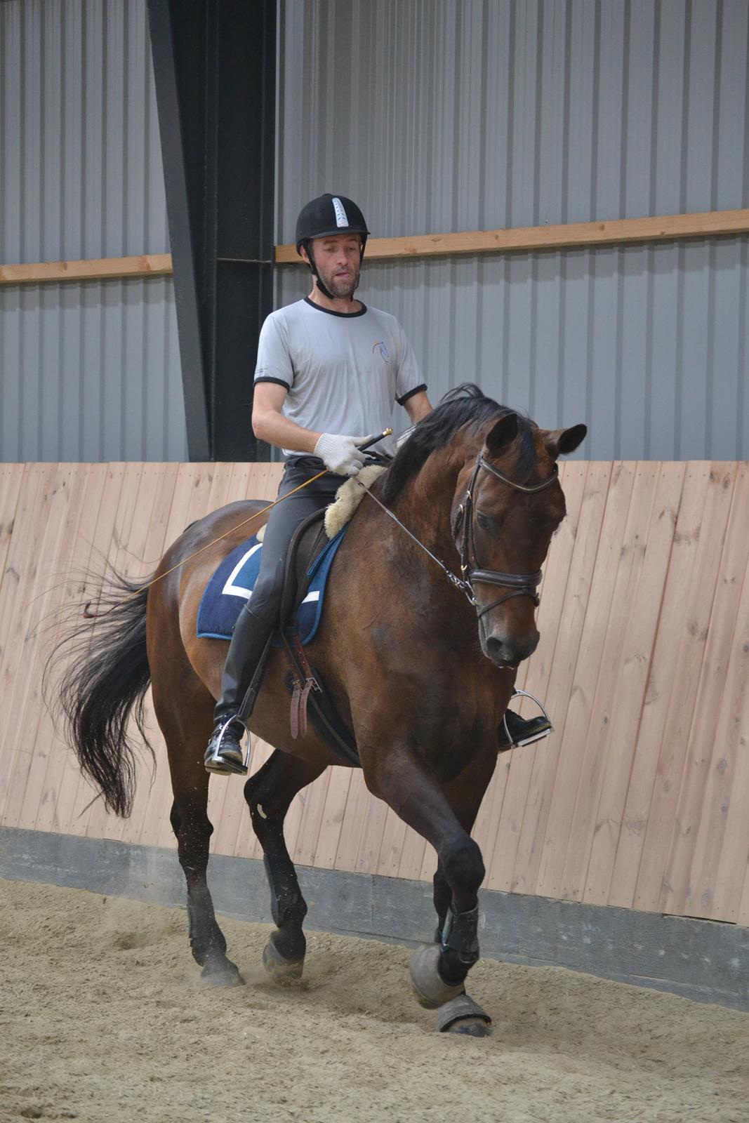 Holstener Jarl billede 10