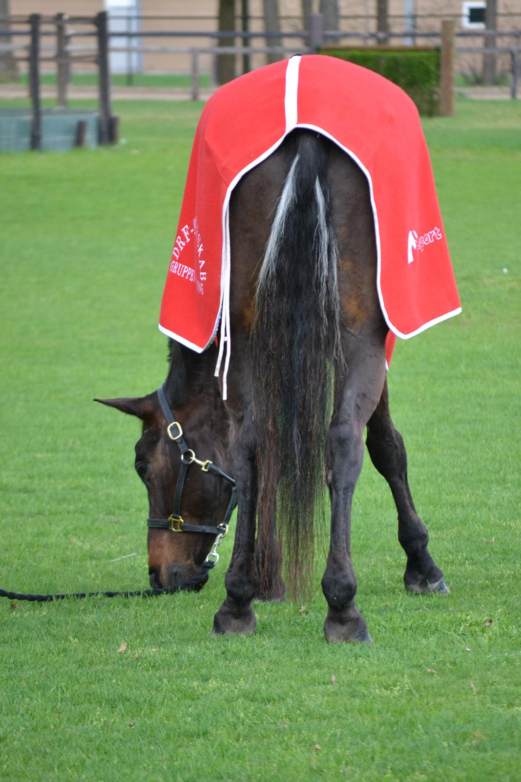 Holstener Jarl - Hans grå hår, han er så kendt for ;-) billede 4