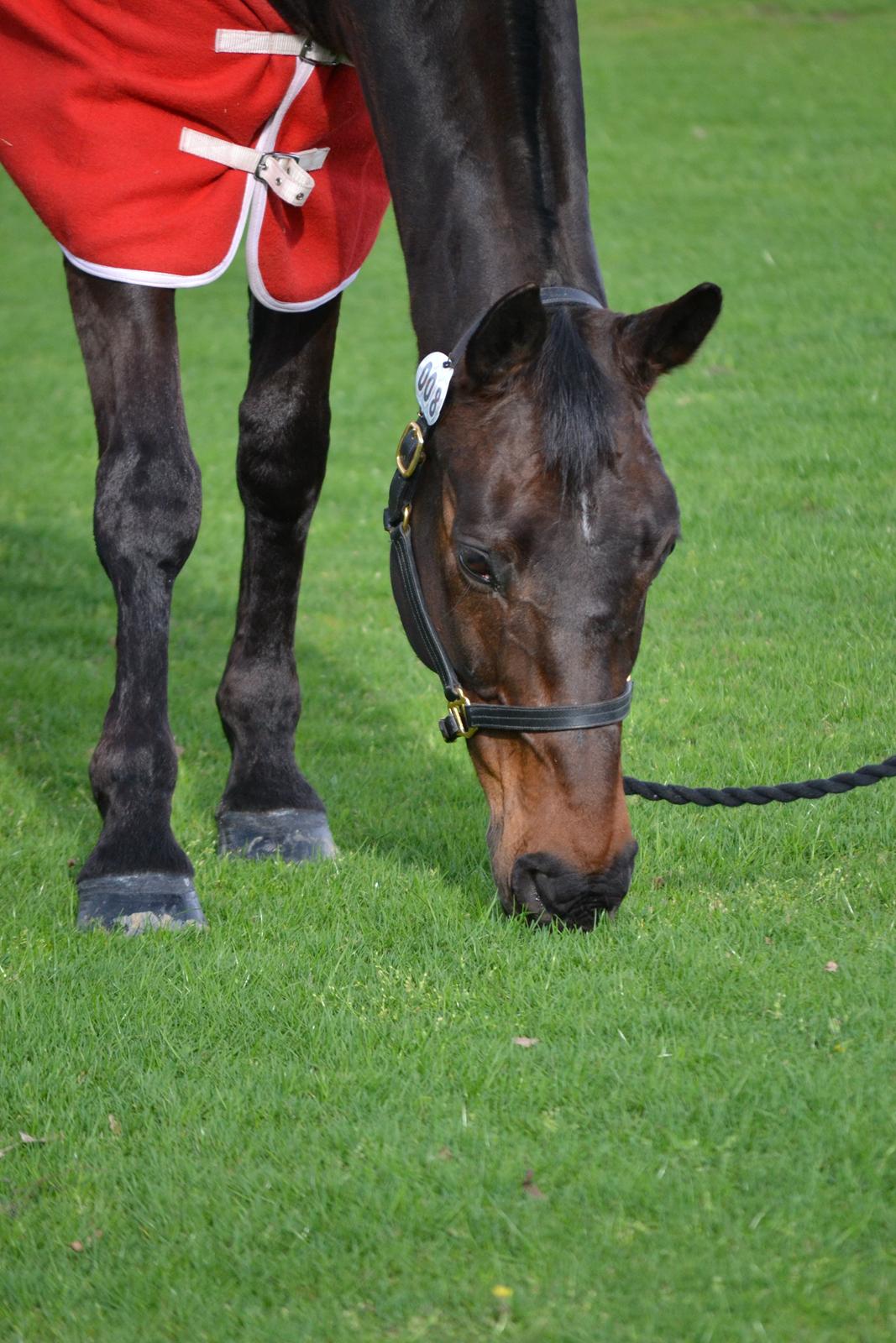 Holstener Jarl billede 9