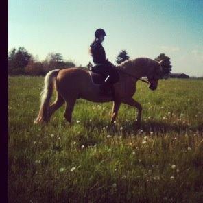 Palomino Amaretto billede 9