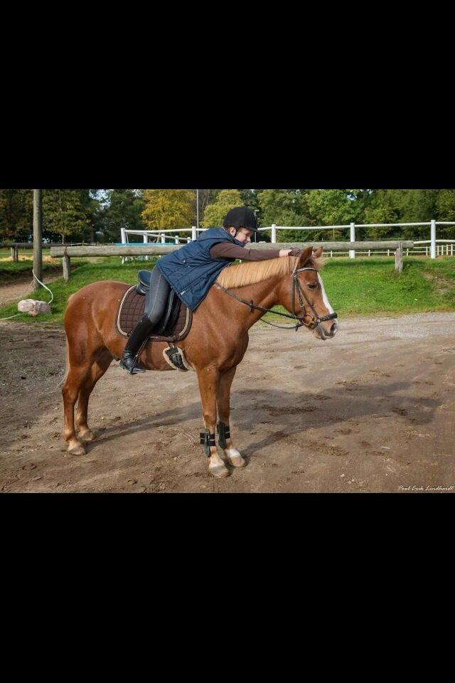 Anden særlig race Rocky billede 15