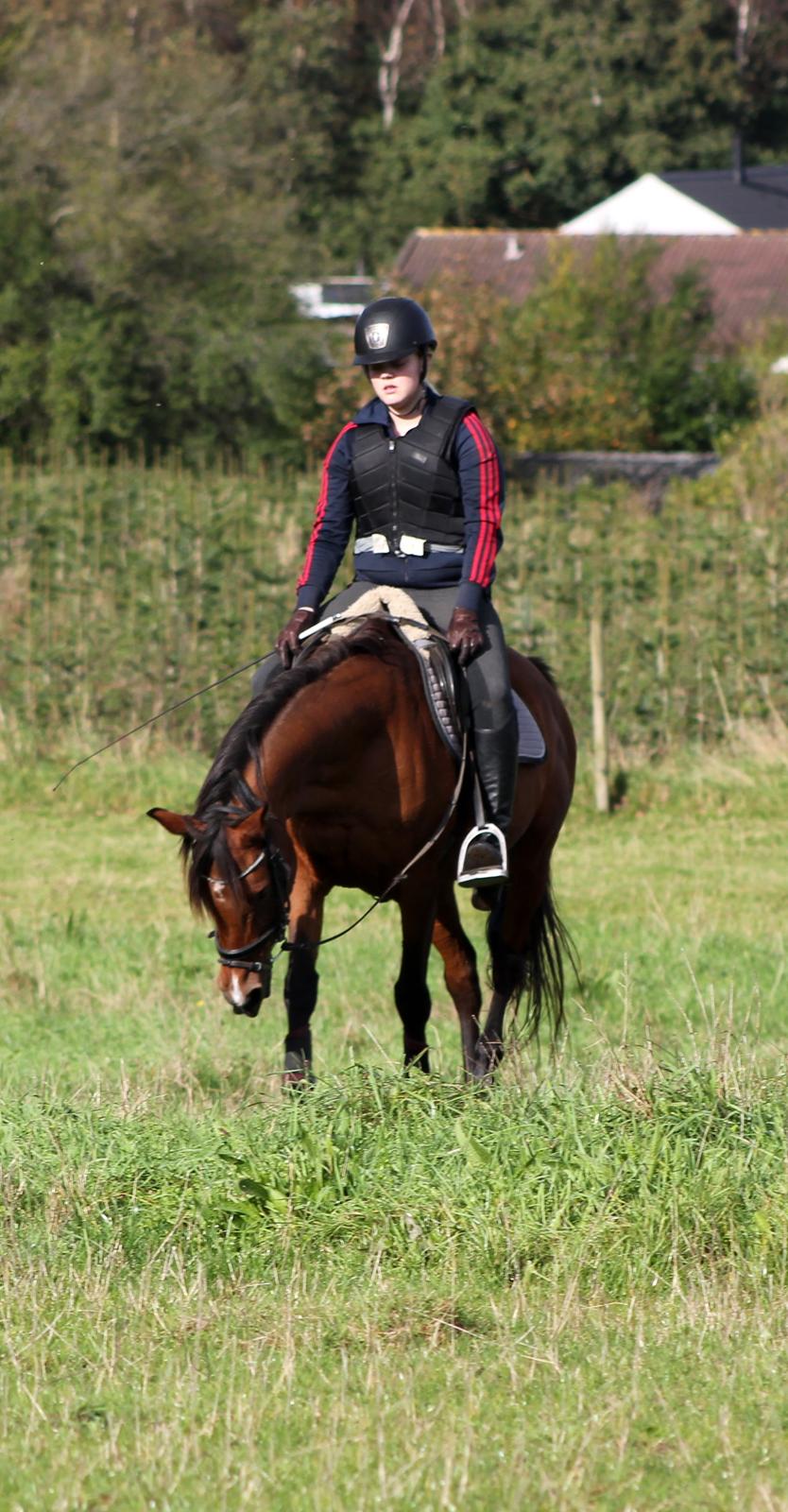 Hollandsk Sportspony Sherry billede 5