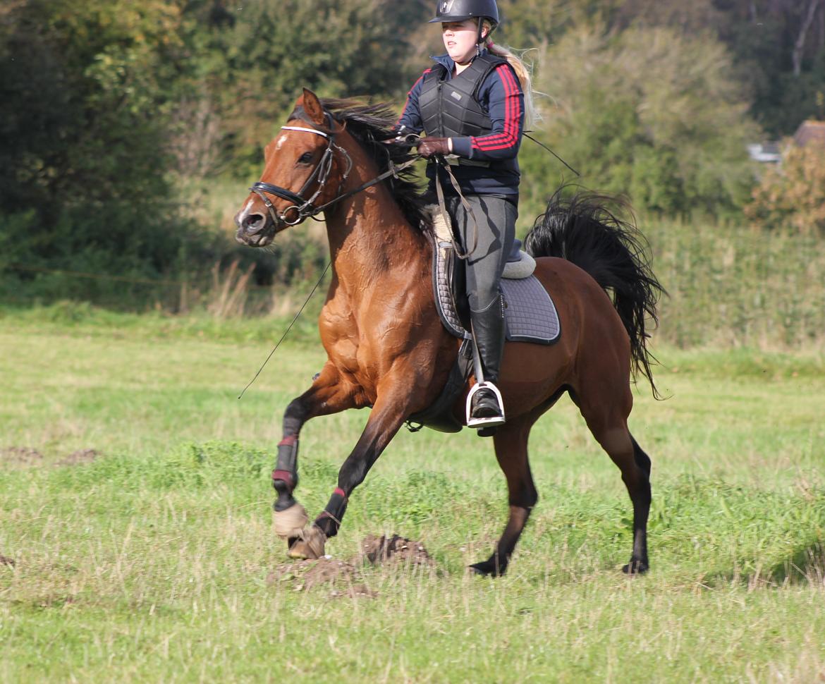 Hollandsk Sportspony Sherry billede 3