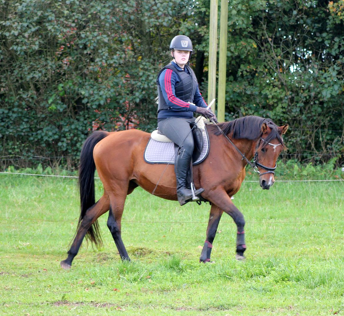 Hollandsk Sportspony Sherry billede 6