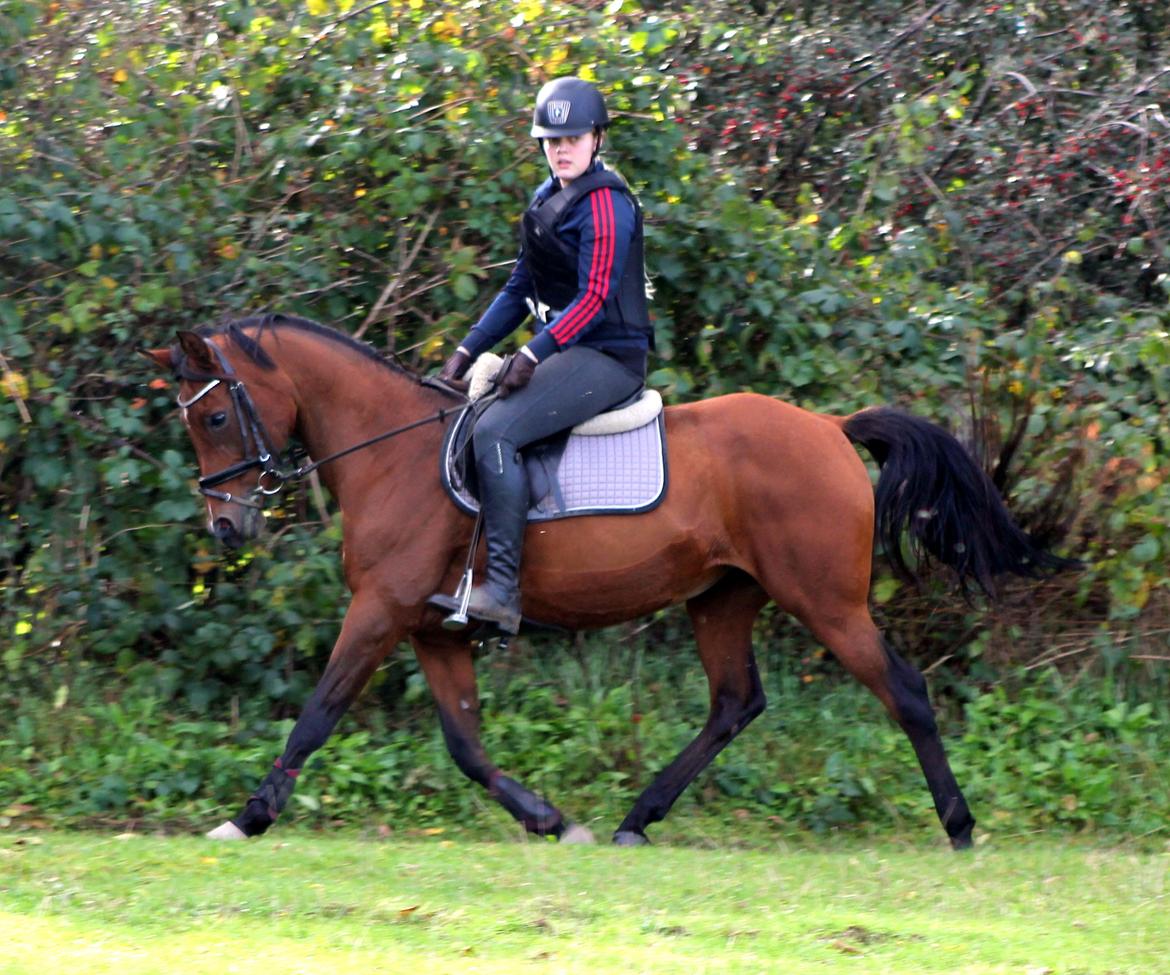 Hollandsk Sportspony Sherry billede 2