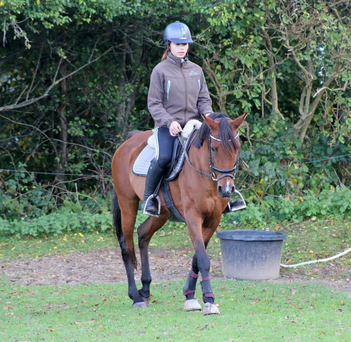 Hollandsk Sportspony Sherry billede 7