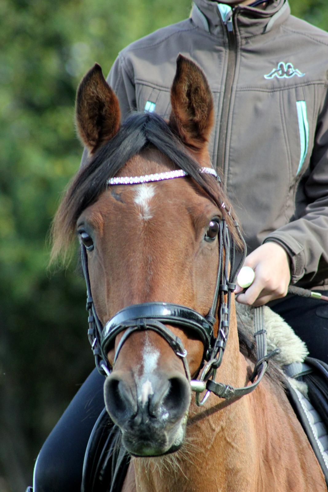 Hollandsk Sportspony Sherry billede 8