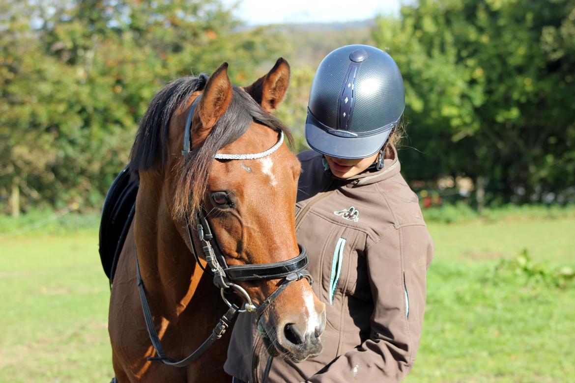 Hollandsk Sportspony Sherry billede 9