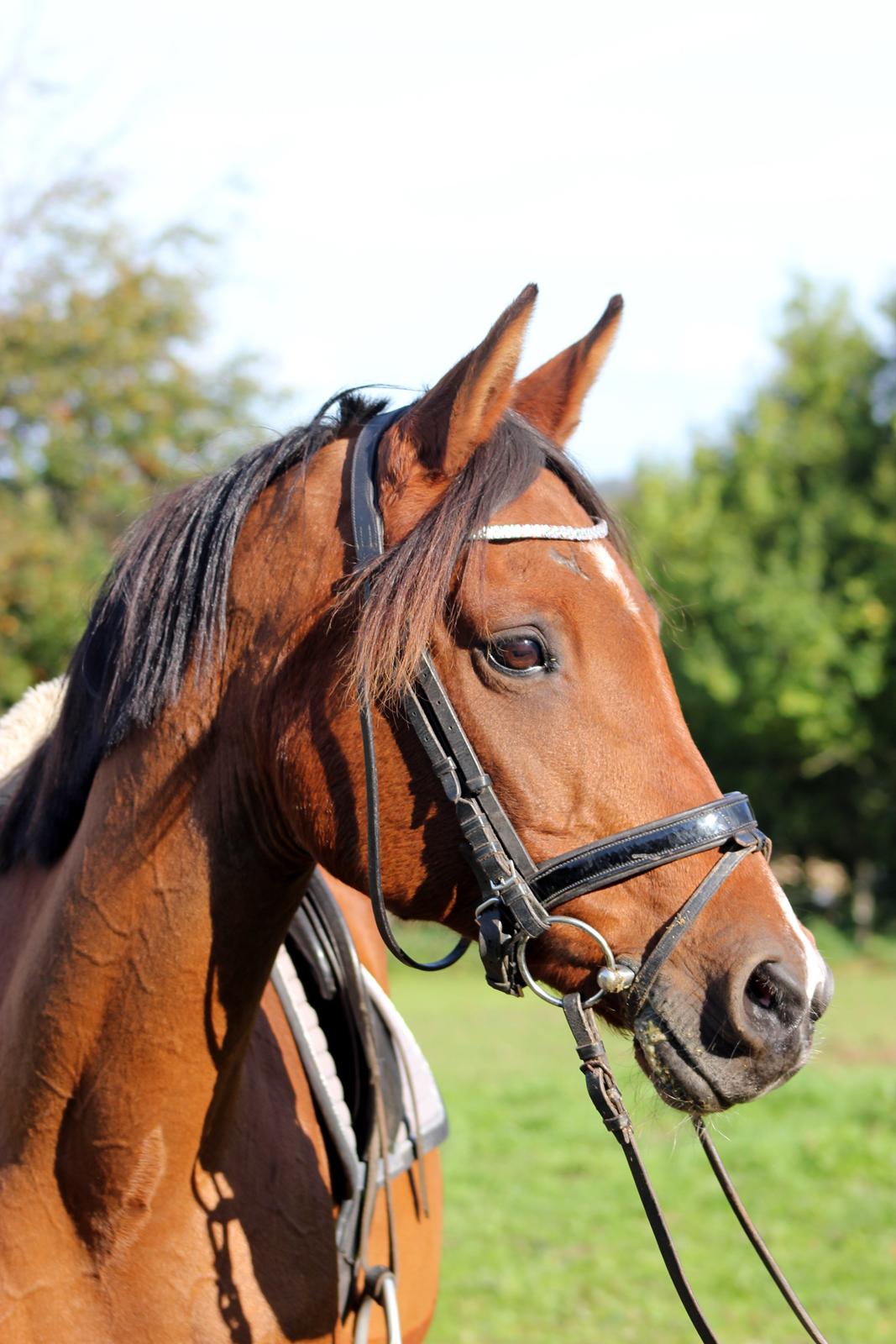 Hollandsk Sportspony Sherry billede 1