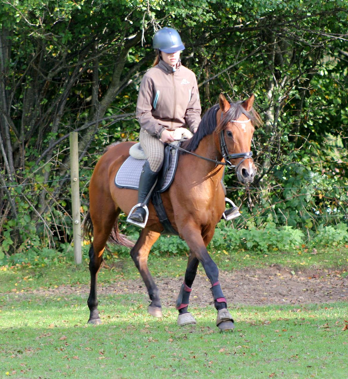 Hollandsk Sportspony Sherry billede 10