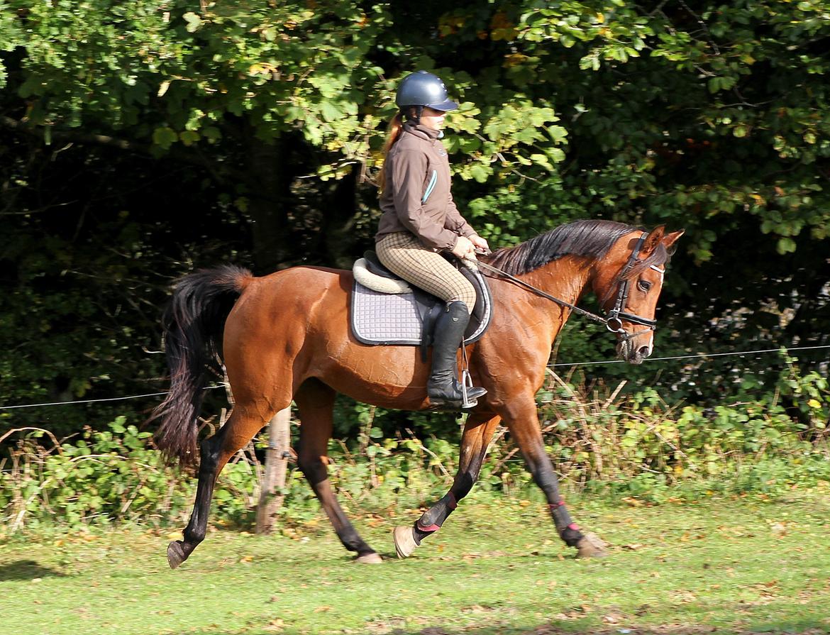 Hollandsk Sportspony Sherry billede 11