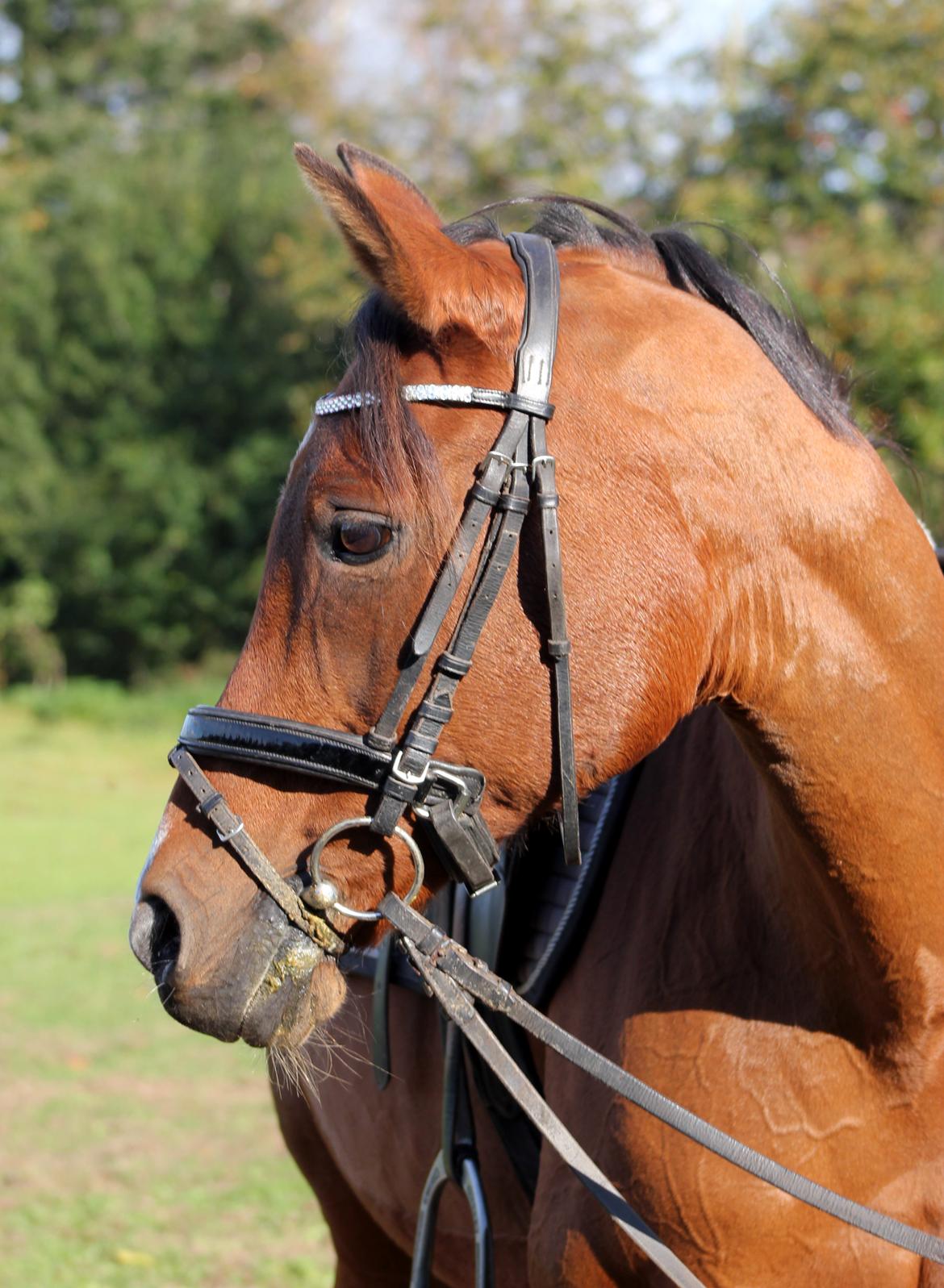 Hollandsk Sportspony Sherry billede 12