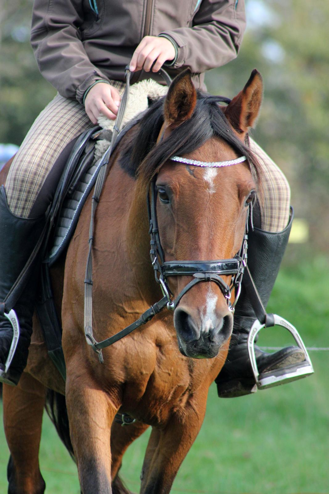 Hollandsk Sportspony Sherry billede 14