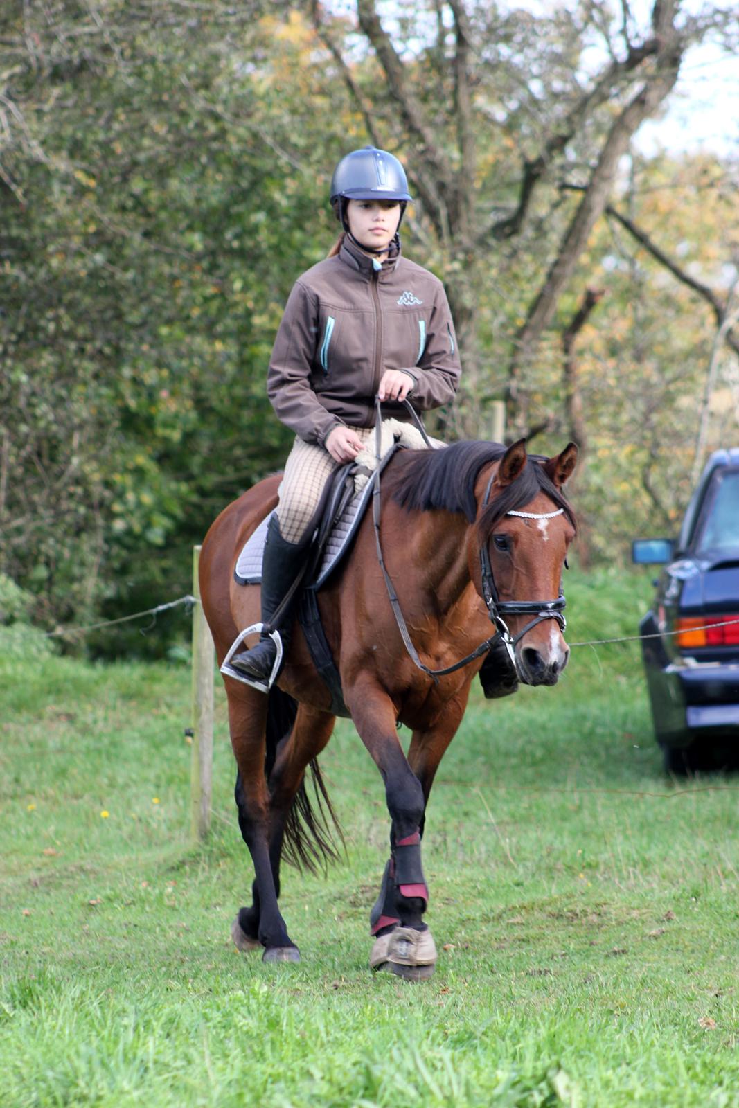 Hollandsk Sportspony Sherry billede 15