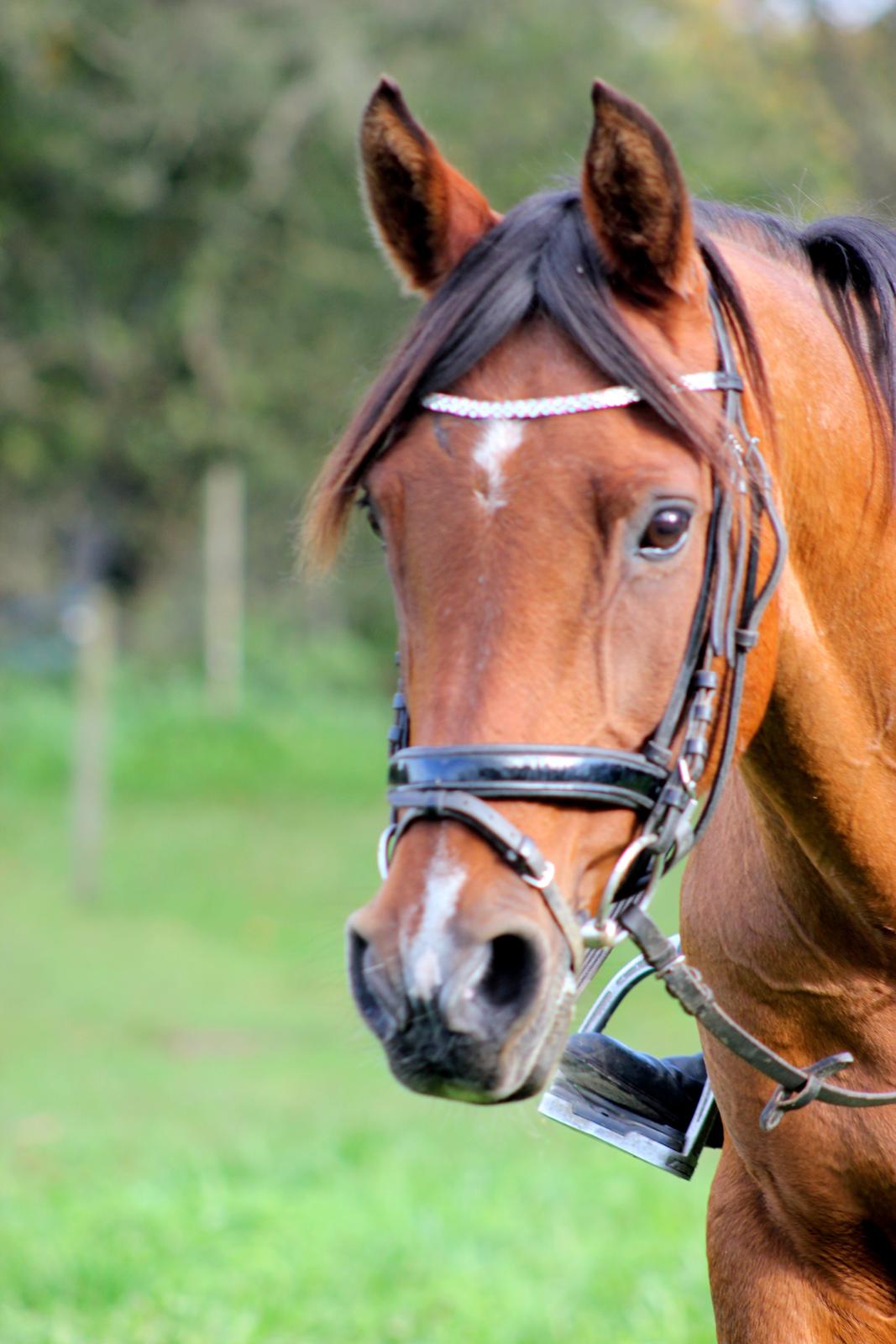 Hollandsk Sportspony Sherry billede 4