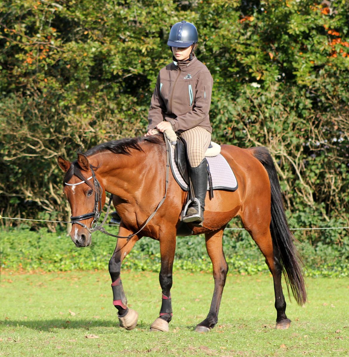 Hollandsk Sportspony Sherry billede 16