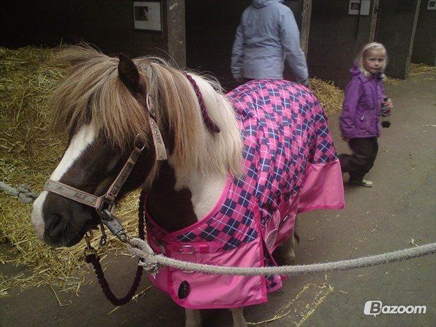 Shetlænder Kandis (den sødeste lille pony)[R.I.P] - Kandis med sit fine nye dækken <3 billede 7