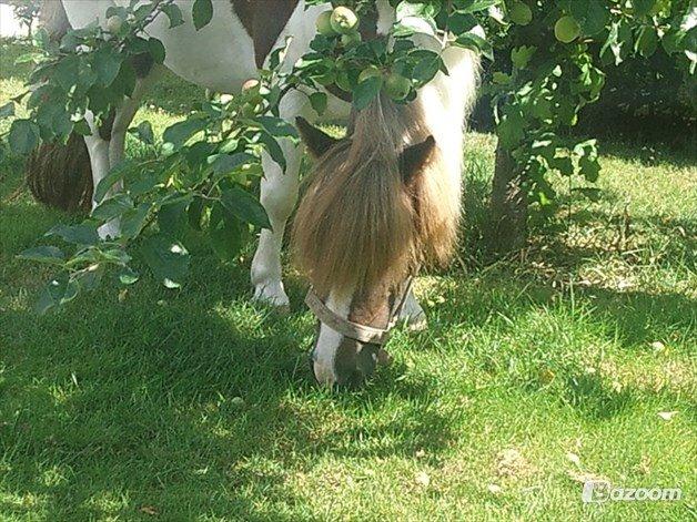 Shetlænder Kandis (den sødeste lille pony)[R.I.P] - hun græsser nede under et æble træ <3 billede 8