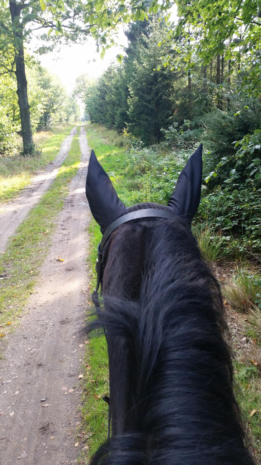 Anden særlig race Kahlua billede 2