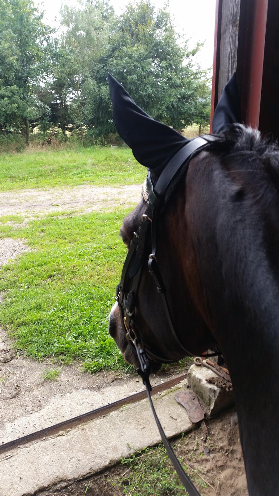 Anden særlig race Kahlua billede 4