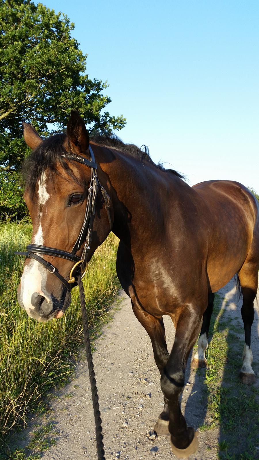 Anden særlig race Kahlua billede 5
