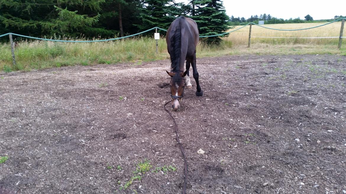 Anden særlig race Kahlua billede 6