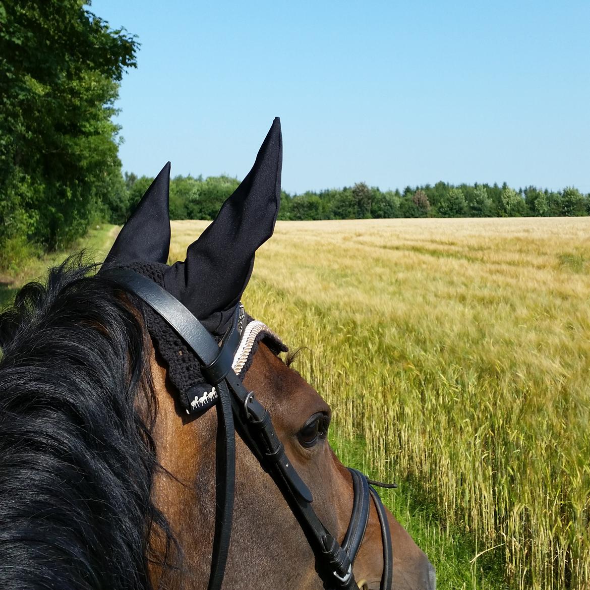 Anden særlig race Kahlua billede 7