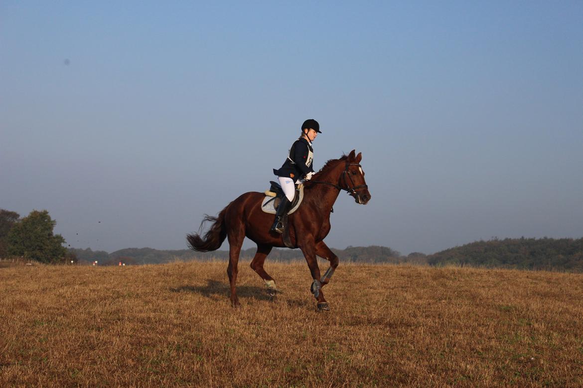 Dansk Varmblod Frühlings Resonanz - Røde - Galop galop <3  billede 21