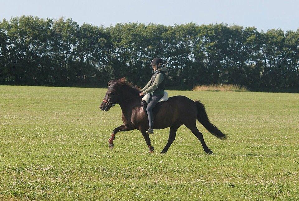 Islænder Freki fra Truust - Sommer 2014 billede 6