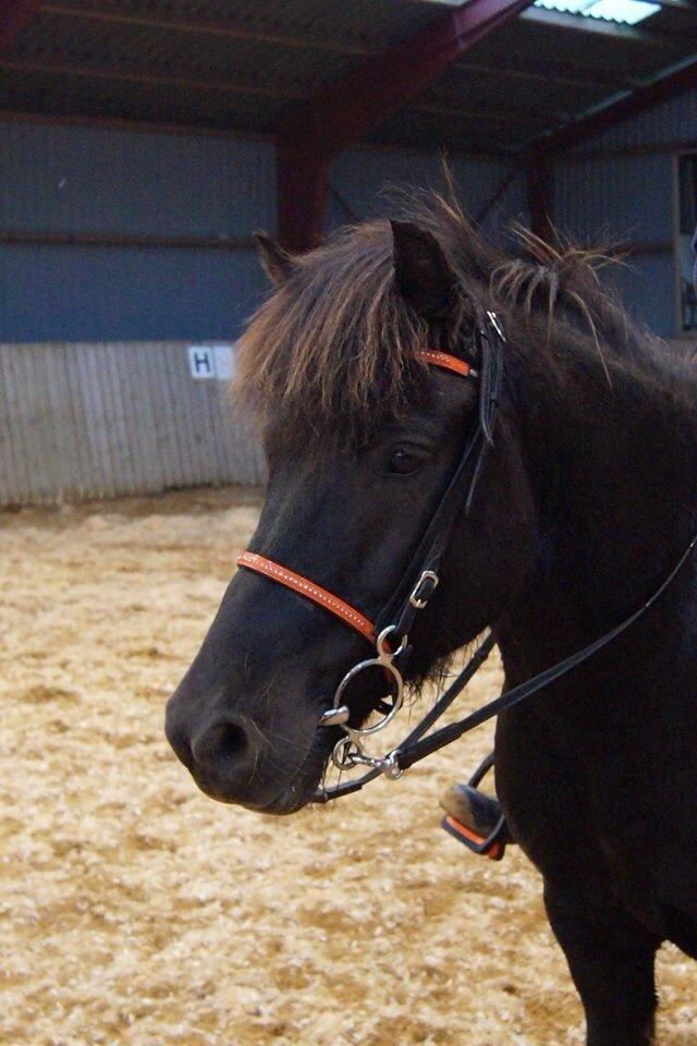 Islænder Freki fra Truust - Spring i efteråret 2014 billede 7