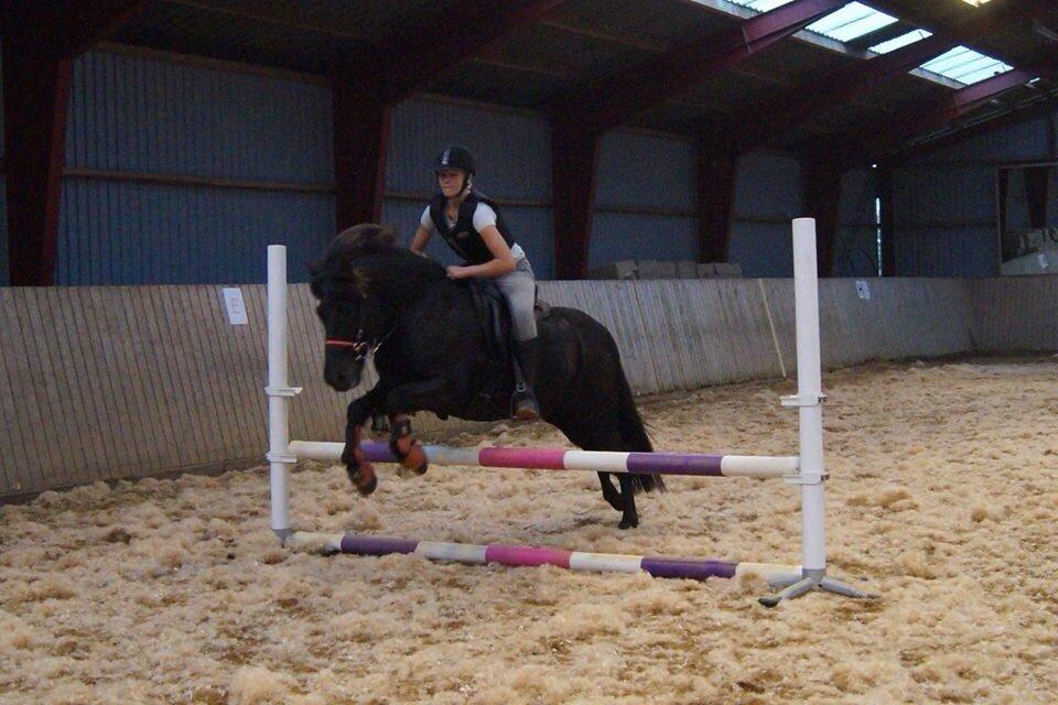 Islænder Freki fra Truust - Spring i efteråret 2014 billede 10