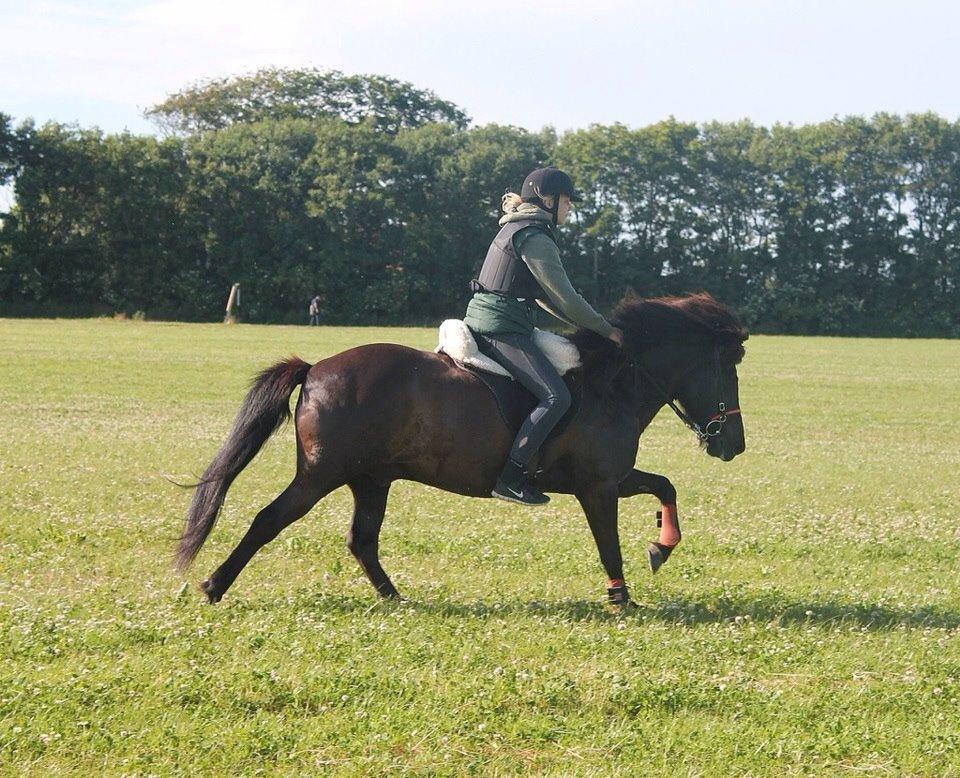 Islænder Freki fra Truust - Sommer 2014 billede 9