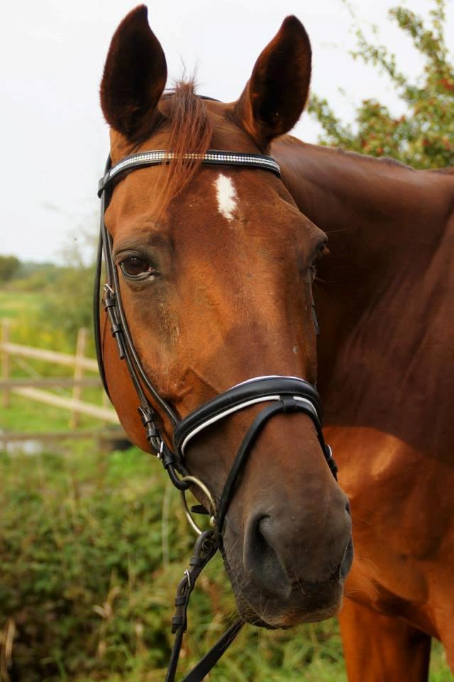 Anden særlig race Santero billede 4