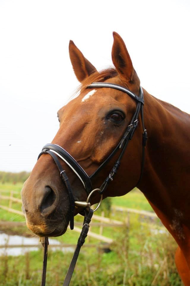 Anden særlig race Santero billede 6