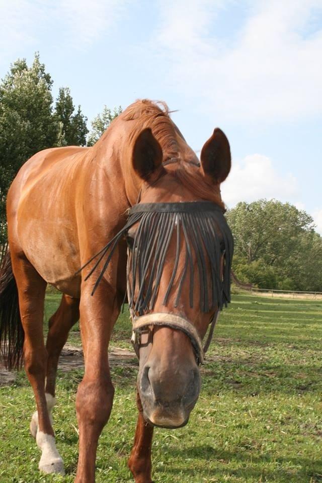 Anden særlig race Santero billede 8