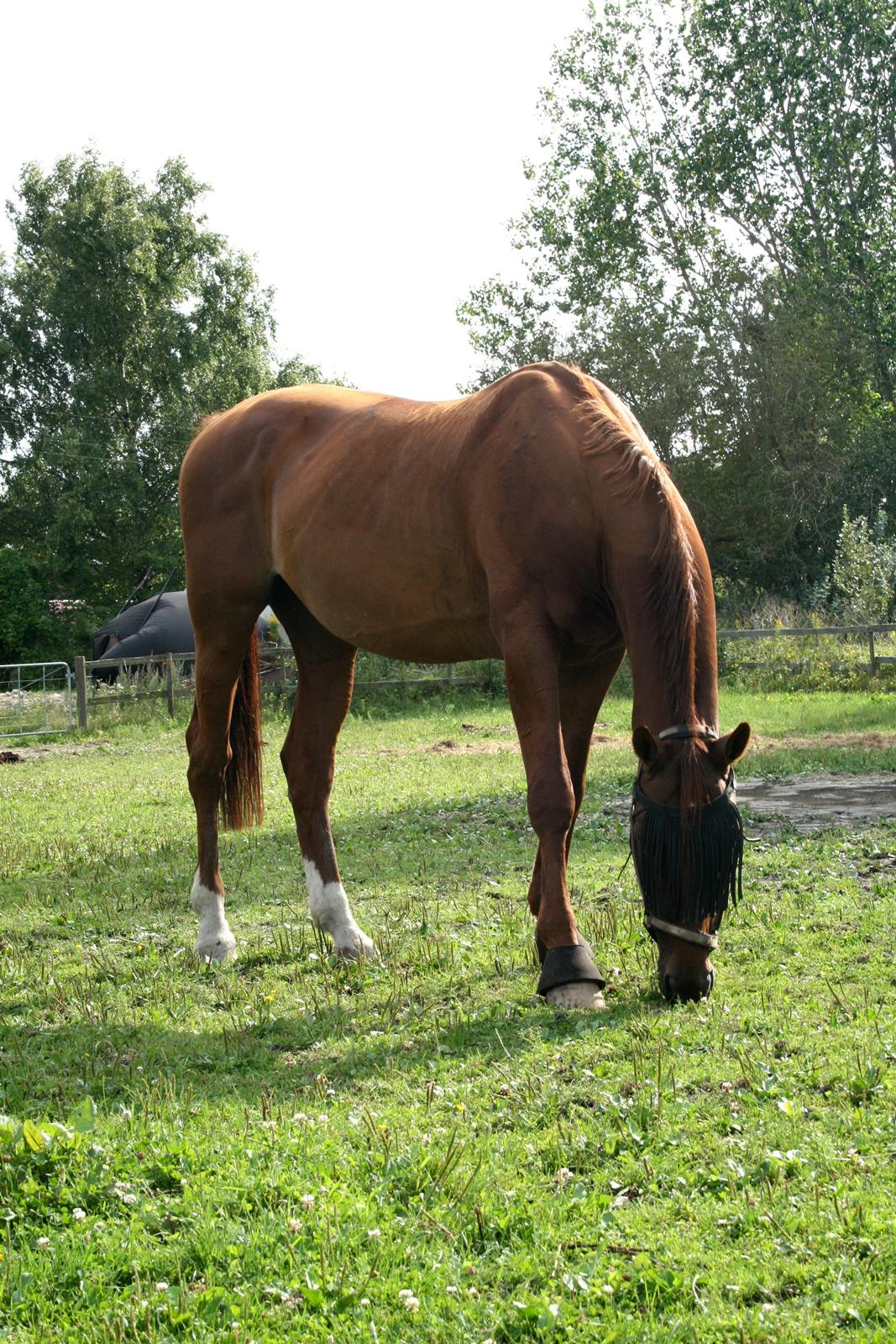 Anden særlig race Santero billede 7