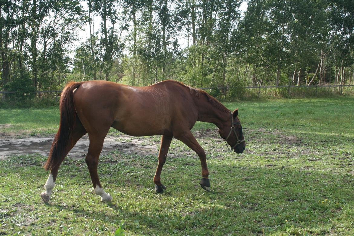 Anden særlig race Santero billede 10
