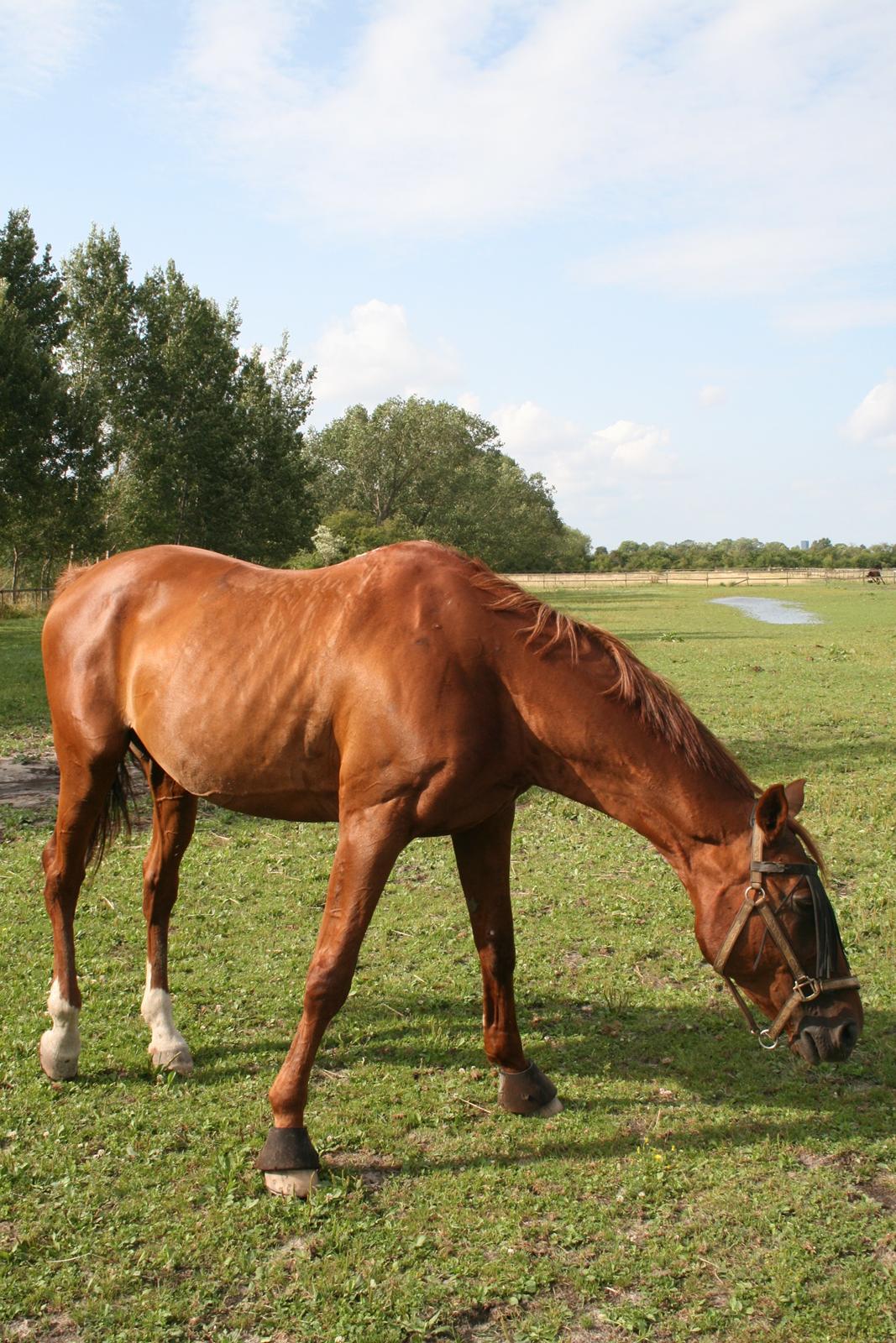 Anden særlig race Santero billede 14