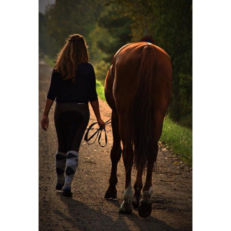 Anden særlig race Santero billede 11