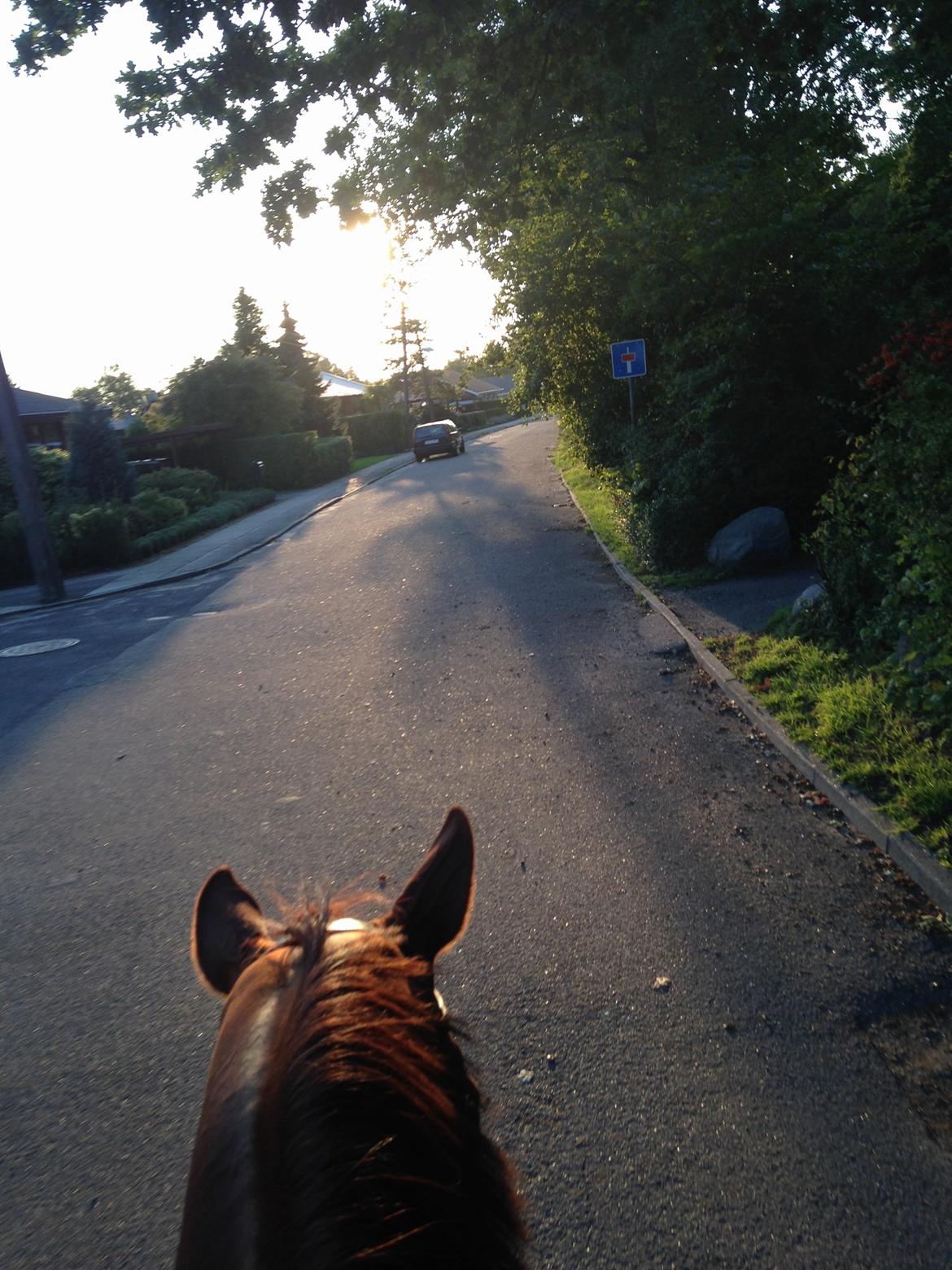 Anden særlig race Santero billede 9