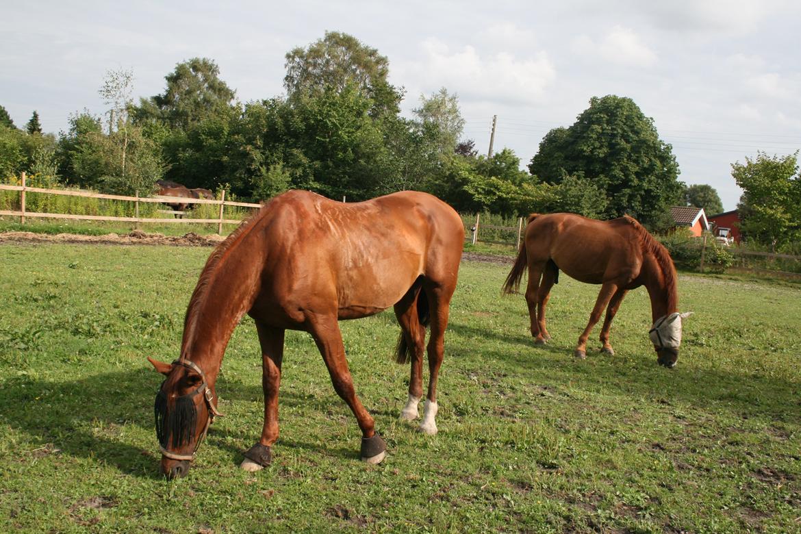 Anden særlig race Santero billede 12