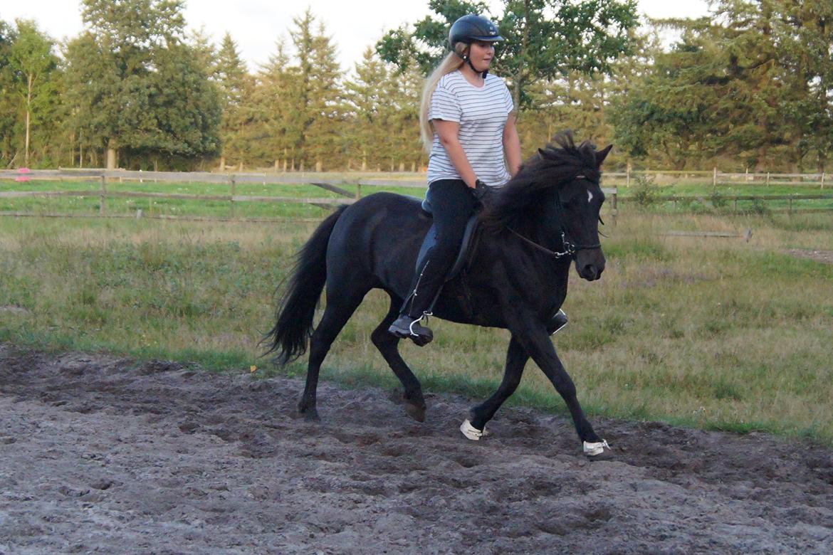 Islænder Muska fra Frøstrupvang billede 3