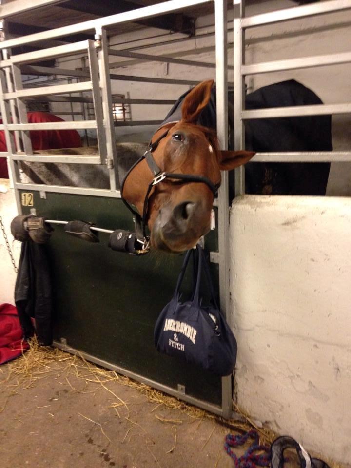 Anden særlig race Santero billede 3