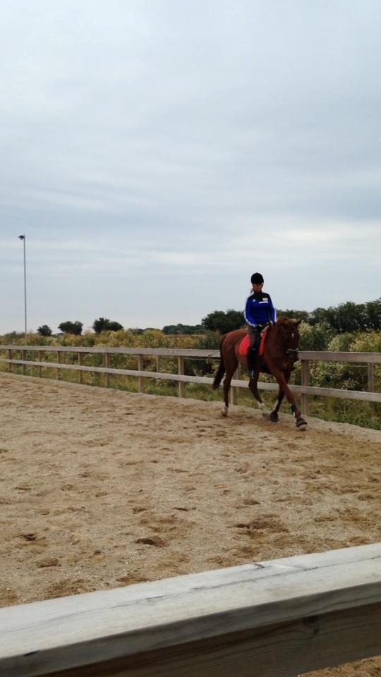 Anden særlig race Santero billede 15