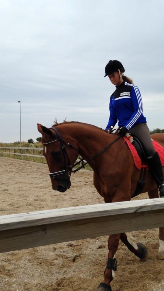 Anden særlig race Santero billede 13