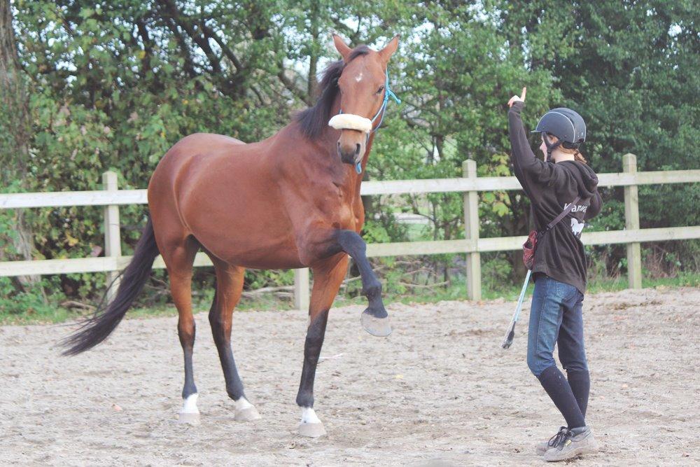 Dansk Varmblod Kanwas Frydenlund - Trick-træning D.10.10-14 billede 12