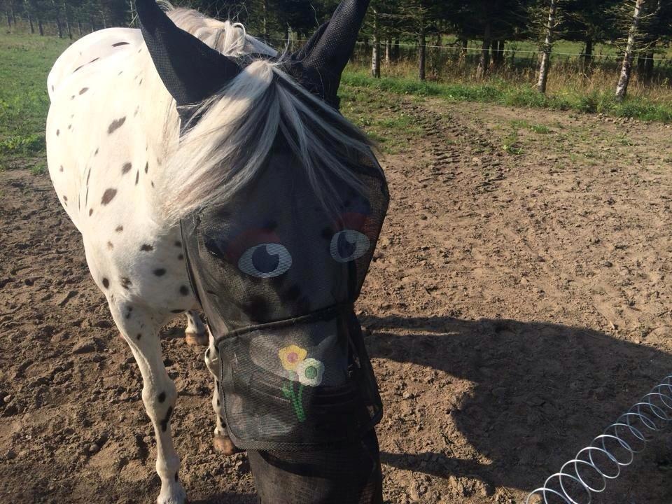 Knabstrupper Cibell [lånehest] - Cibell med fluemaske billede 19