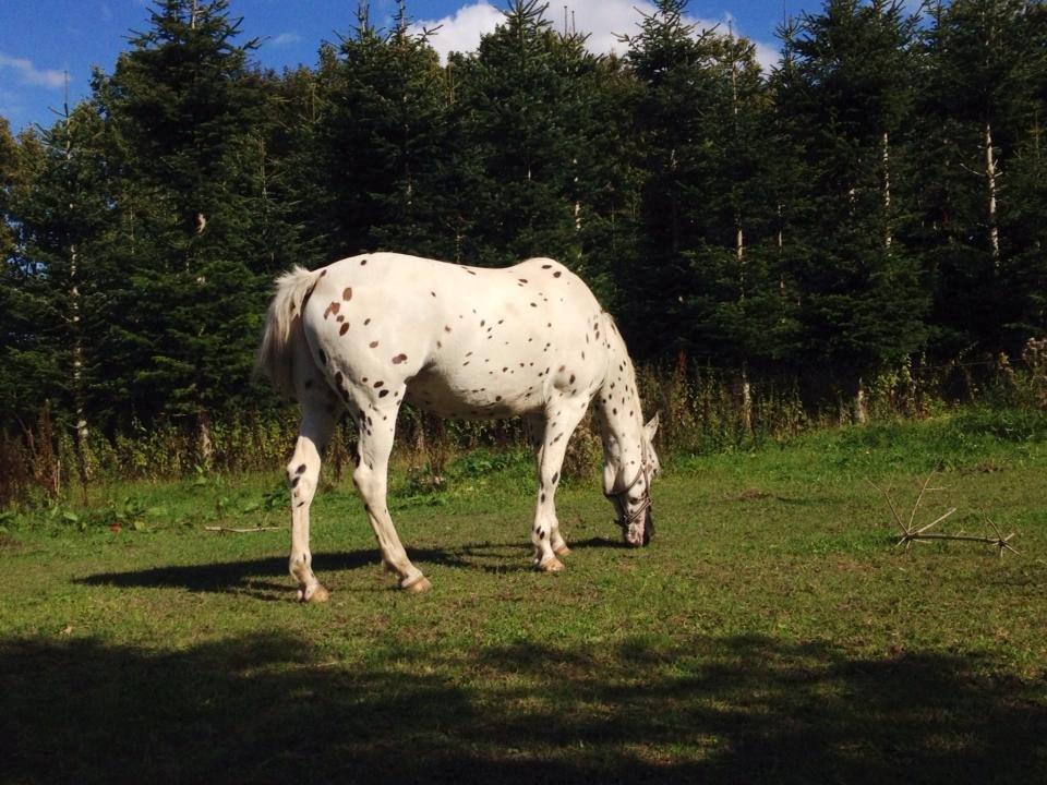 Knabstrupper Cibell [lånehest] - På fold billede 21