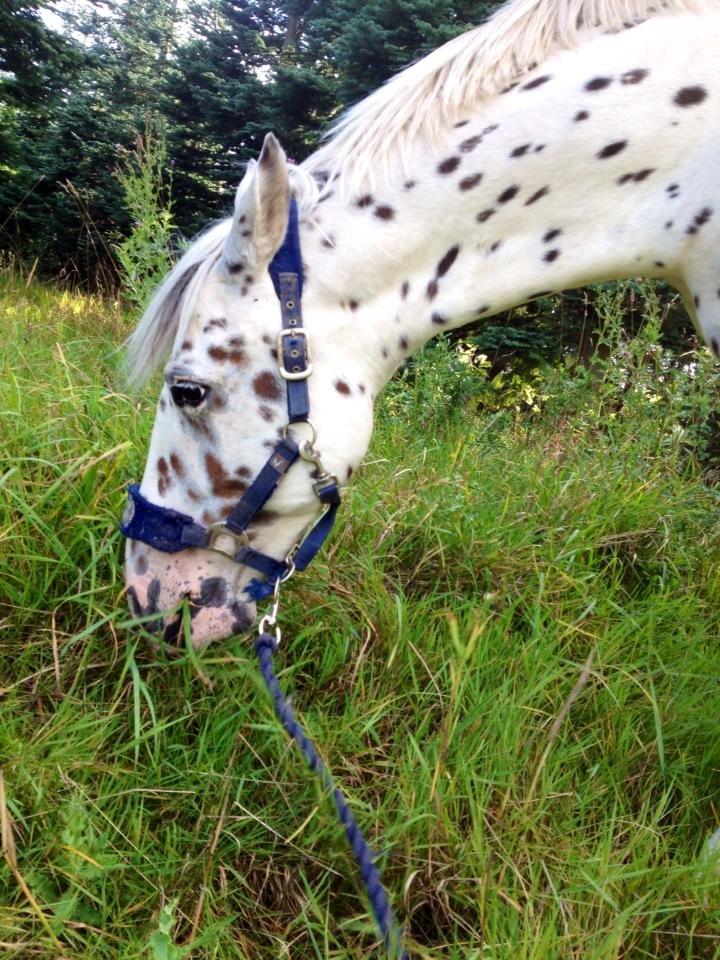 Knabstrupper Cibell [lånehest] - Æder græs billede 24