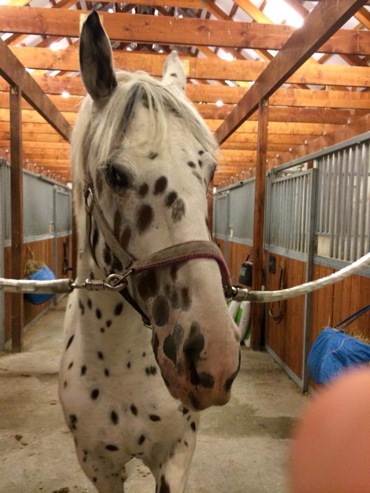 Knabstrupper Cibell [lånehest] - Da min far passede hende :D billede 26